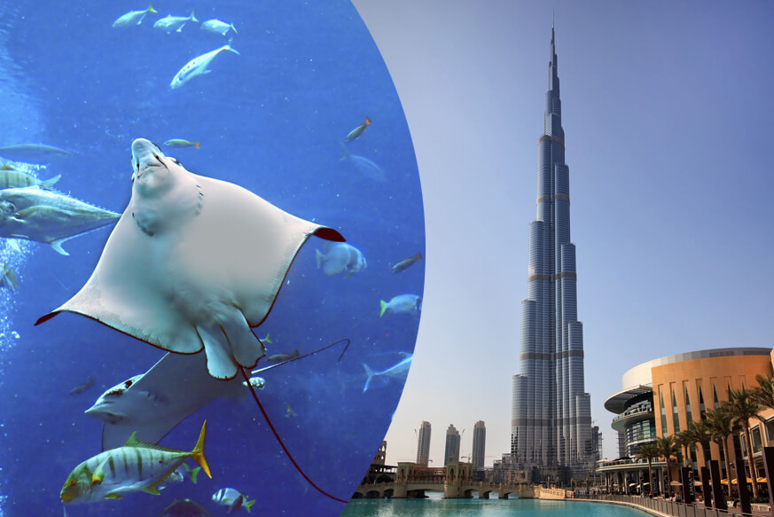 At the Top and Dubai Aquarium Combo Ticket