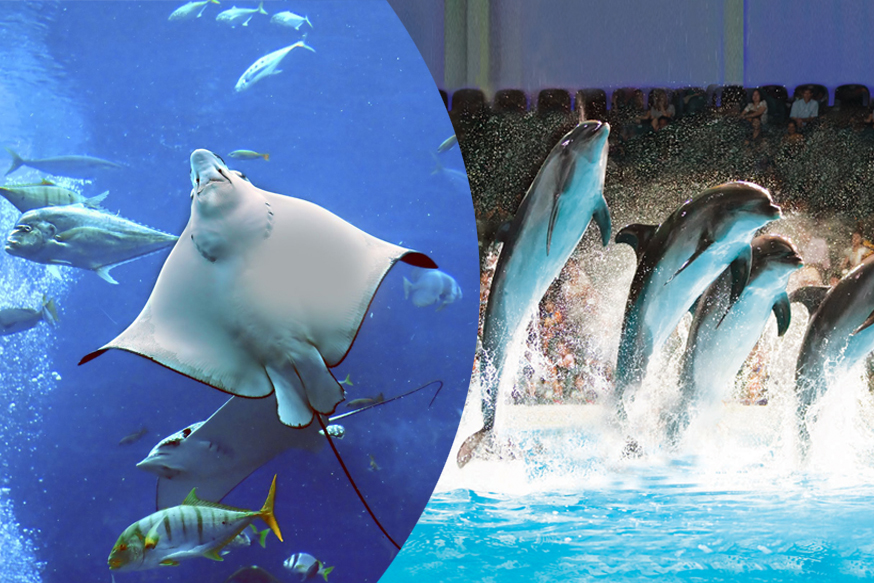 Dubai Aquarium and Dolphin Show
